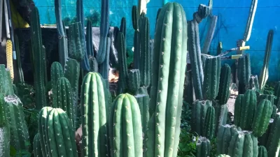 Buying San Pedro Cactus online