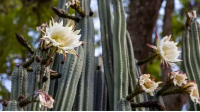 San Pedro Cactus Diseases