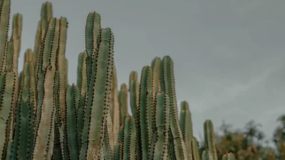 Everything you need to know about the San Pedro cactus