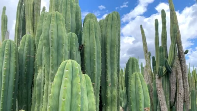 How to Identify San Pedro Cactus
