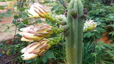 How to Store San Pedro Cactus