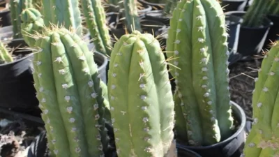 How to use San Pedro Cactus_ Echinopsis pachanoi