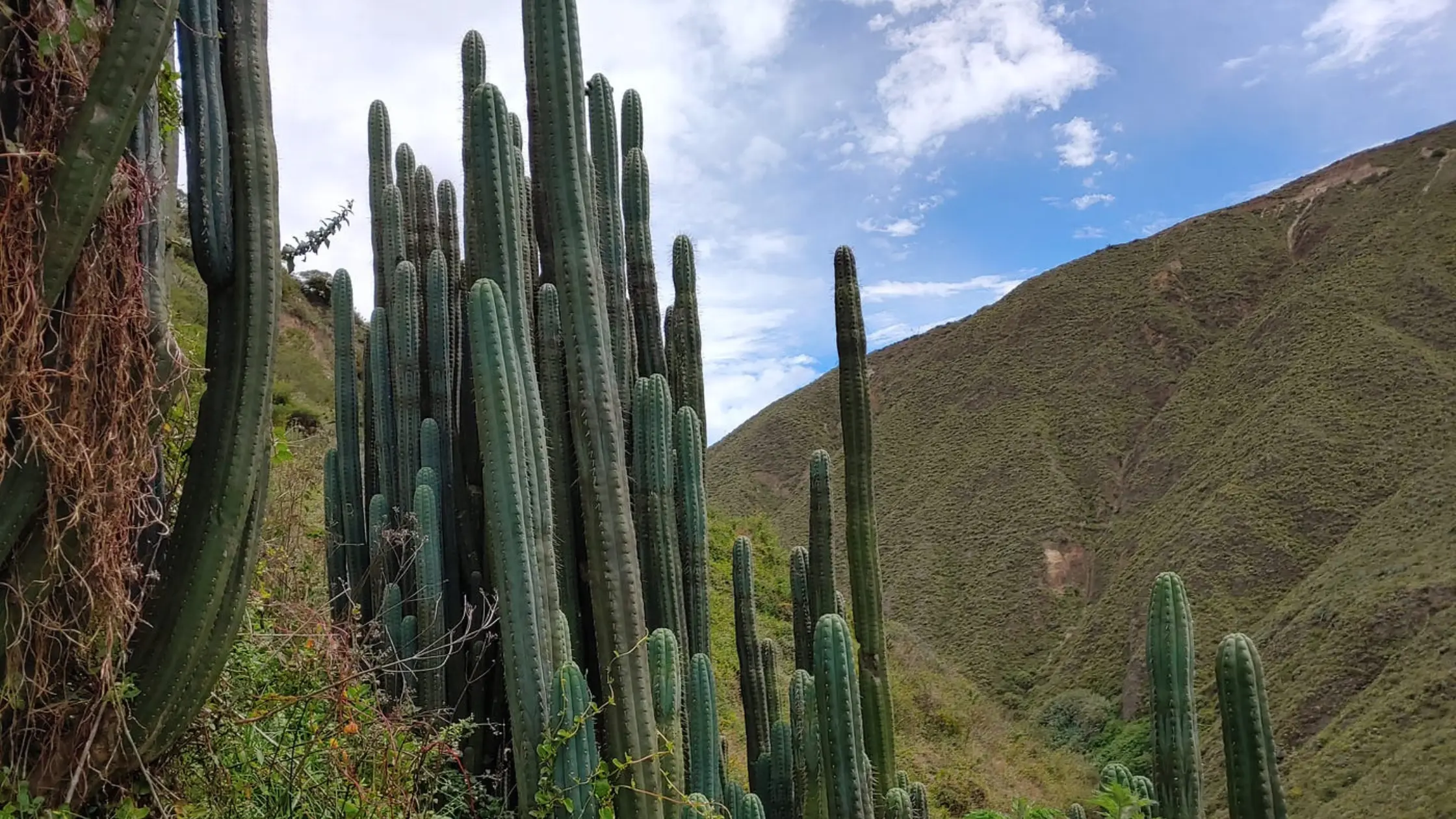 Is San Pedro Cactus legal