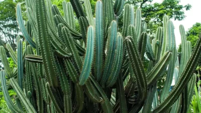 San Pedro Cactus Medicinal Uses