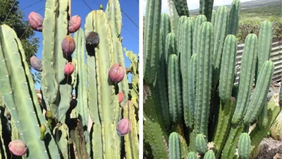 Peruvian Apple Cactus vs San Pedro Cactus