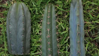 San Pedro Cactus: History