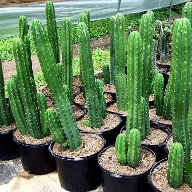 San Pedro Cactus seeds