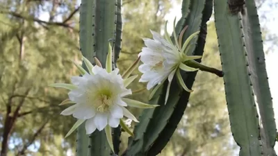 Where does San Pedro Cactus Grow