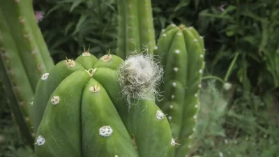 Where does San Pedro Cactus Grow