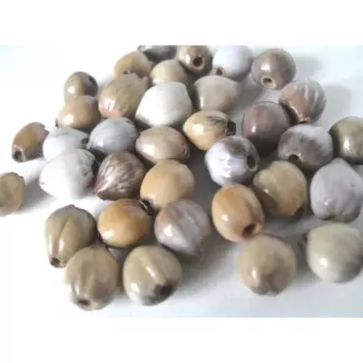 san pedro cactus seeds
