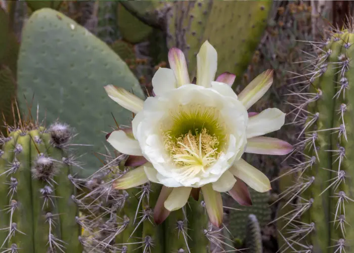 Cactus san pedro