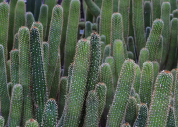 Peruvian Torch from us